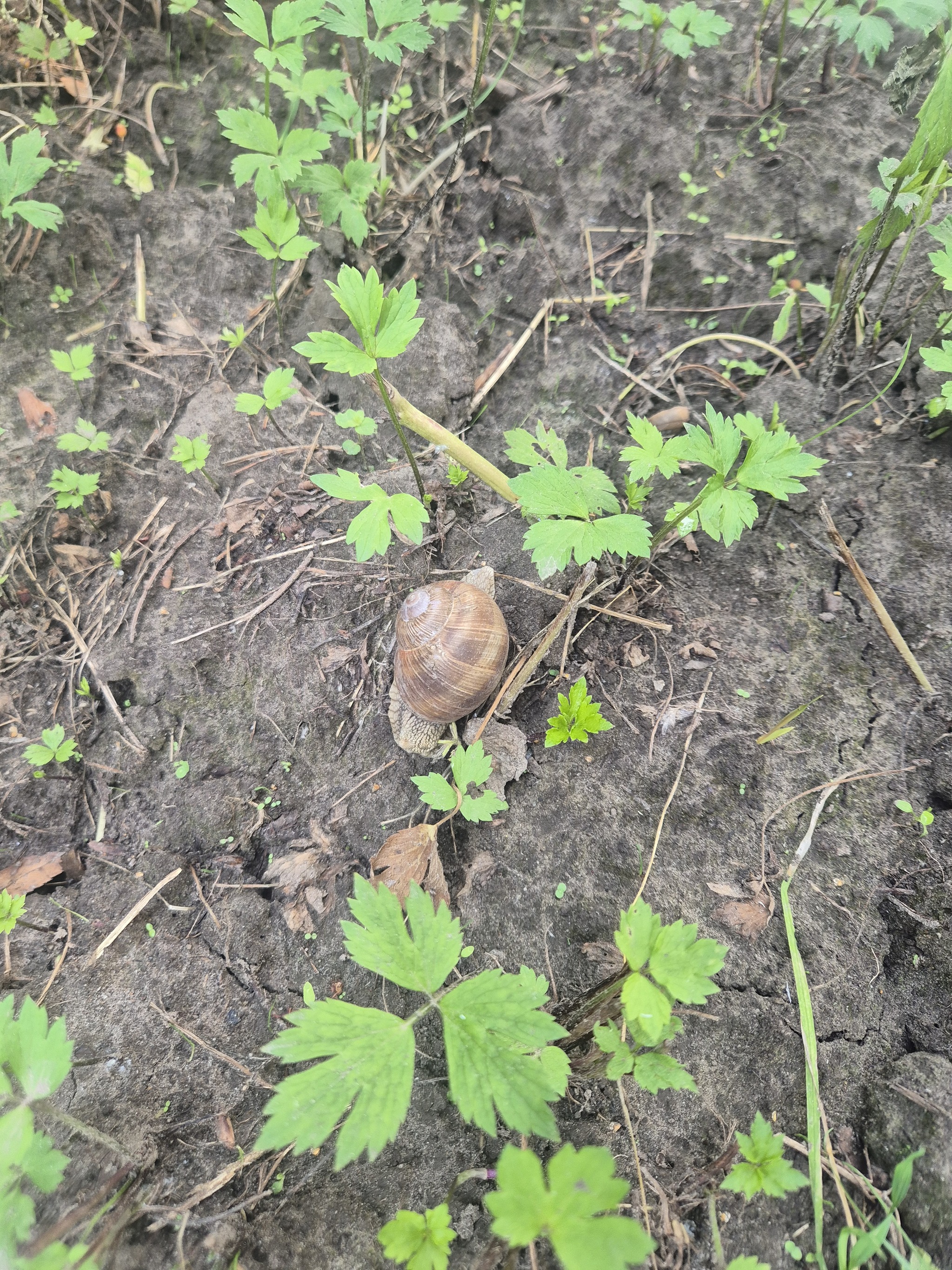 Parasites or the war with female invertebrates) - My, Akademgorodok, Novosibirsk, Snail, Pests, Mat, Longpost