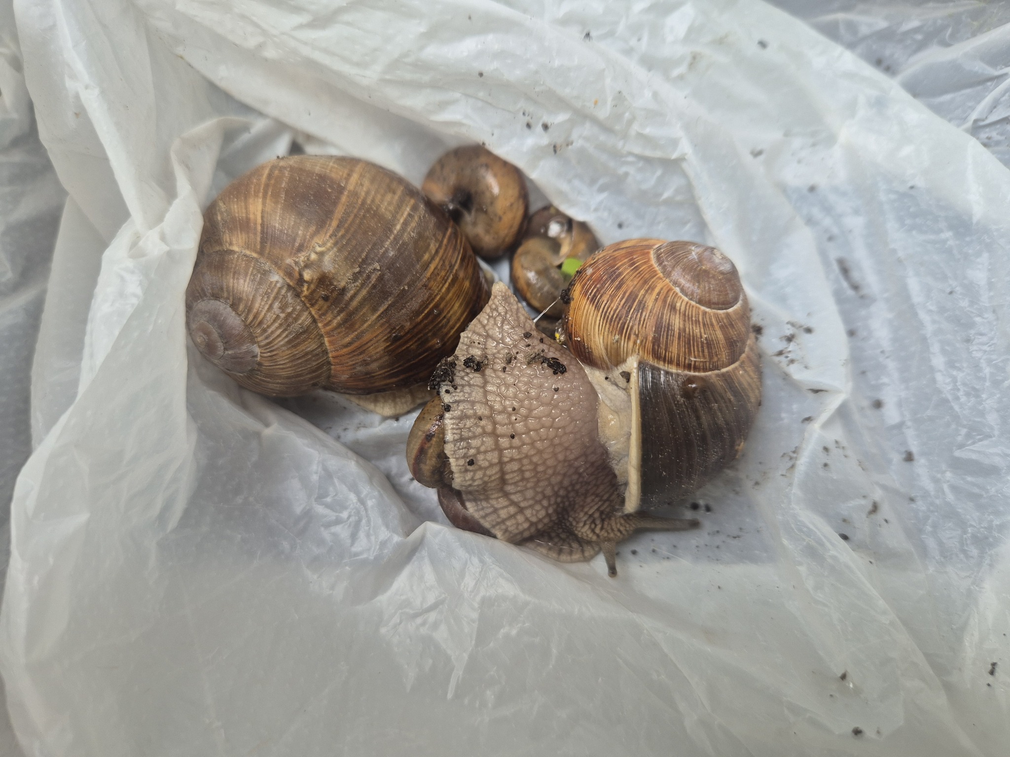 Parasites or the war with female invertebrates) - My, Akademgorodok, Novosibirsk, Snail, Pests, Mat, Longpost