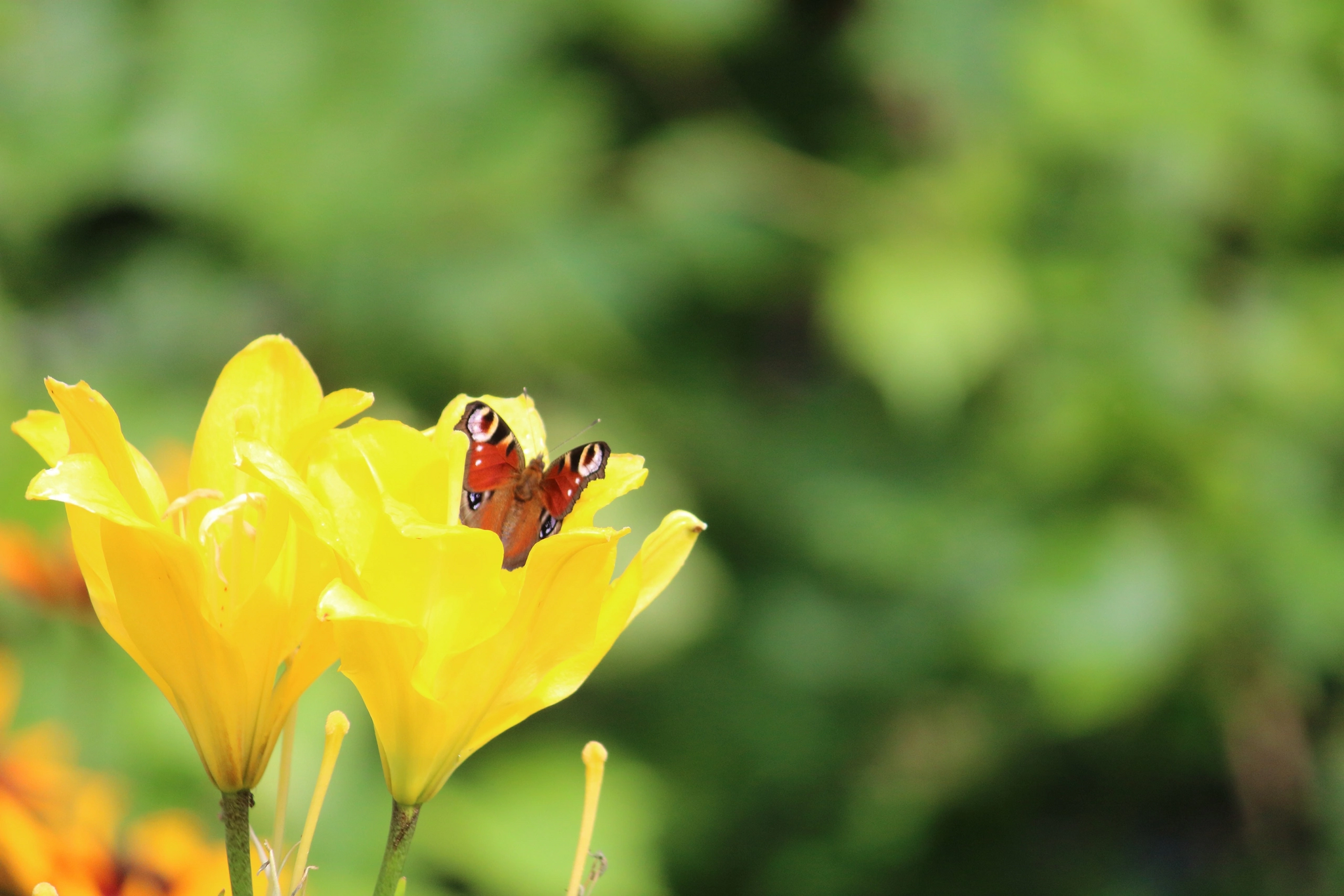 Sunny flowers - My, The photo, Lily, Sunflower, Butterfly, Bees