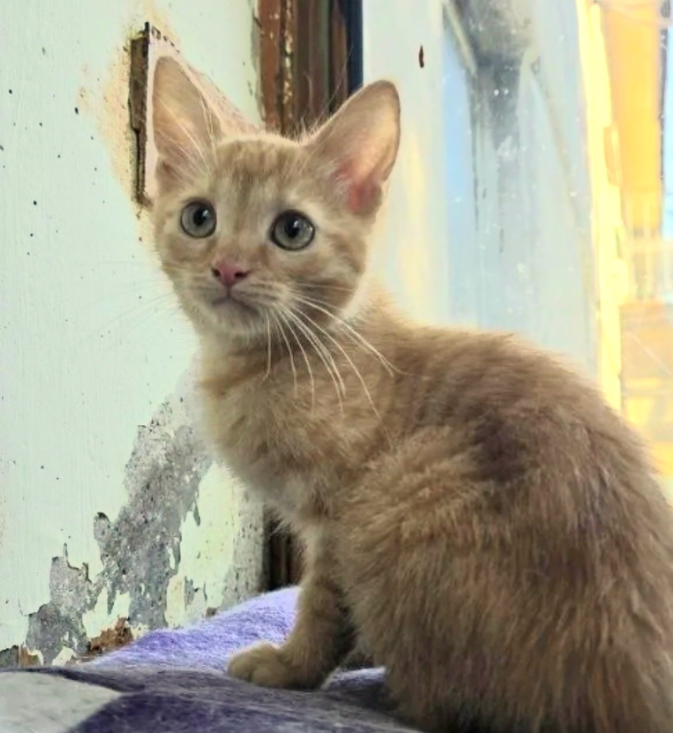 Little Ryzhik dreams of a big, happy family. He's located in Lipetsk. Delivery to other cities is available. - My, In good hands, Good deeds, Kittens, Lipetsk, Voronezh, Video, Vertical video, Longpost