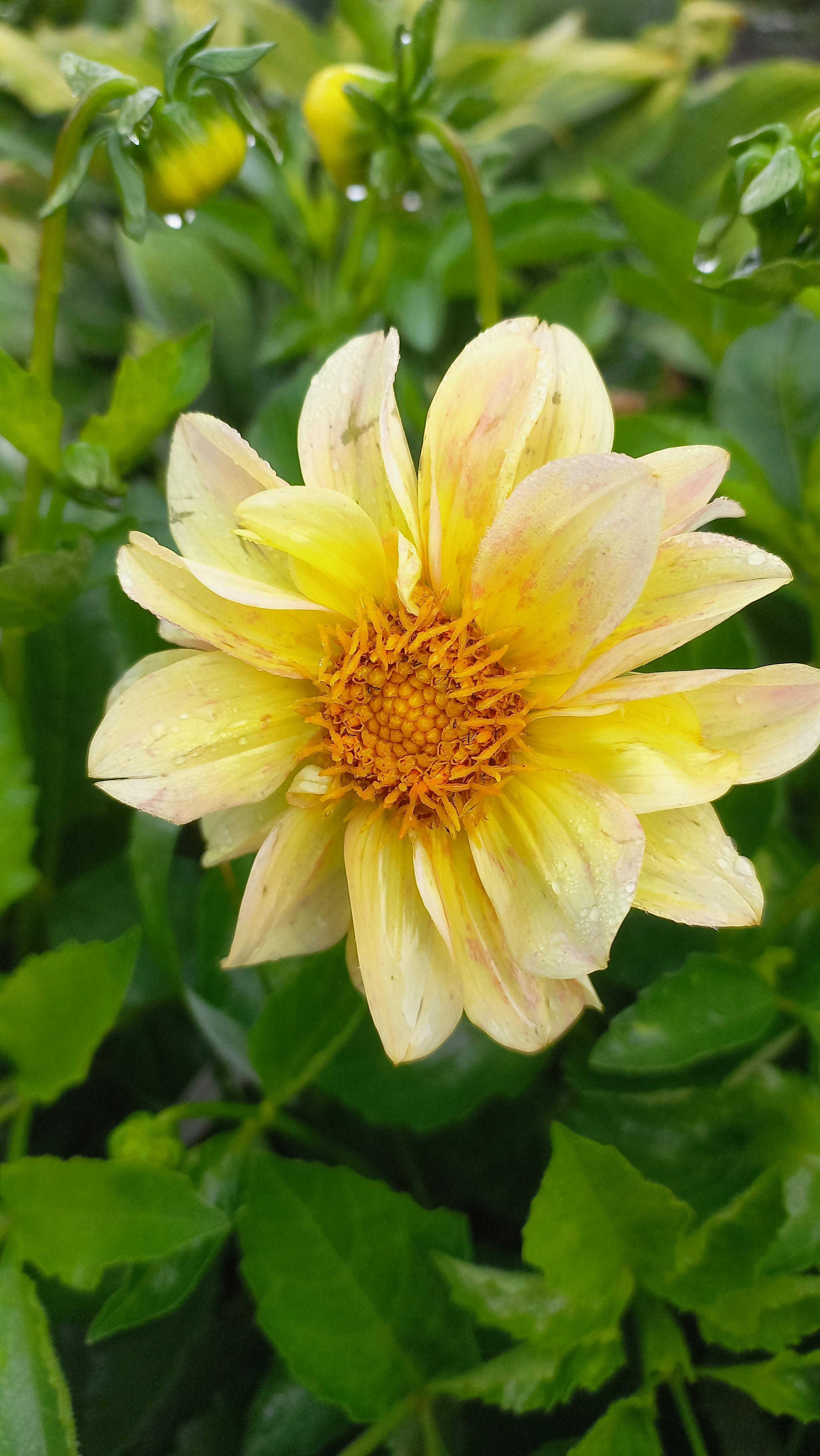 Flowers 8 - My, Summer, Flowers, Dacha, Mobile photography, Rain, July, Longpost