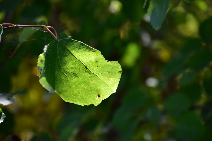 Nikon D3500, 180 мм, f/5.3, 1/500, ISO 400