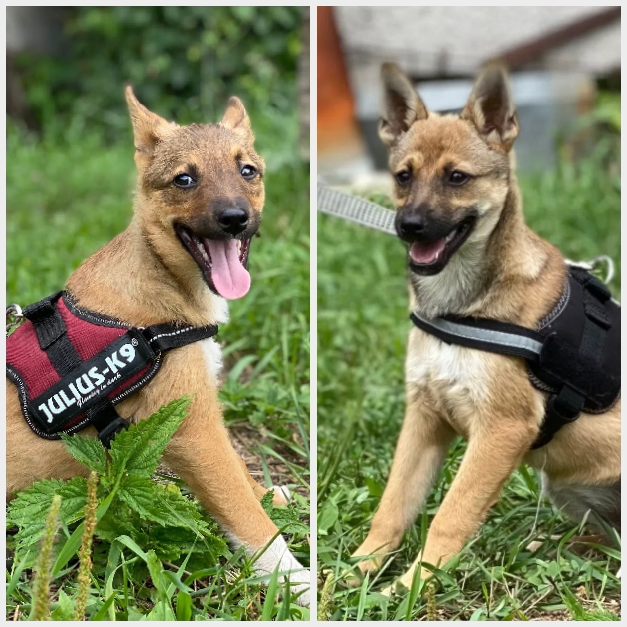 Super-friendly Bublik and Bulochka are looking for a home! Let's help the puppies from the hermitage. - Dog, In good hands, Moscow, Saint Petersburg, Voronezh, Lipetsk, Longpost