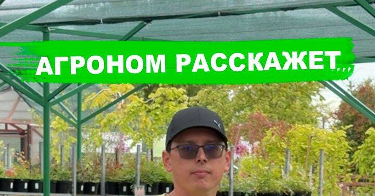 7 листиков - роза или уже шиповник? - Моё, Сад, Огород, Дача, Роза, Шиповник, Видео, Rutube, Короткие видео