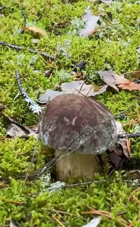 Mushroom pickers - My, Mushroom pickers, Dream, Memories, Longpost, , Peekaboo+