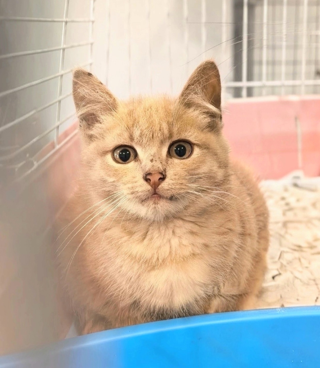 Kittens from the Bolkhovskoye bus stop are looking for a home. They are located in the Lipetsk region. Delivery is available throughout Russia. - My, In good hands, Kittens, Lipetsk, Voronezh, Moscow, Saint Petersburg, Animal Rescue, Good league, Video, Vertical video, Short videos, Longpost
