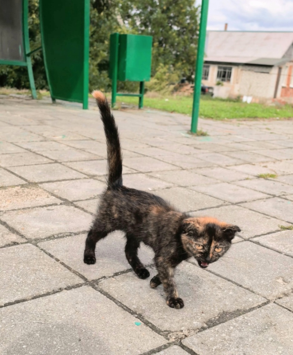 Kittens from the Bolkhovskoye bus stop are looking for a home. They are located in the Lipetsk region. Delivery is available throughout Russia. - My, In good hands, Kittens, Lipetsk, Voronezh, Moscow, Saint Petersburg, Animal Rescue, Good league, Video, Vertical video, Short videos, Longpost