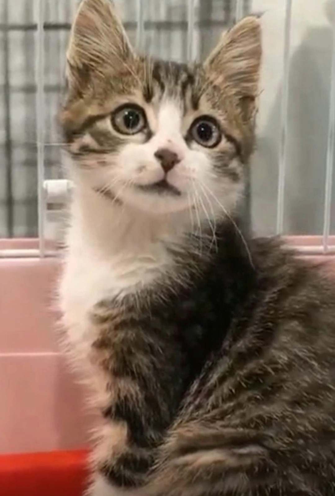 Children carried a kitten around the monastery. It's located in the Lipetsk region. Delivery is available throughout Russia. - My, In good hands, Kittens, Lipetsk, Moscow, Voronezh, Saint Petersburg, Kindness, Video, Vertical video, Short videos, Longpost