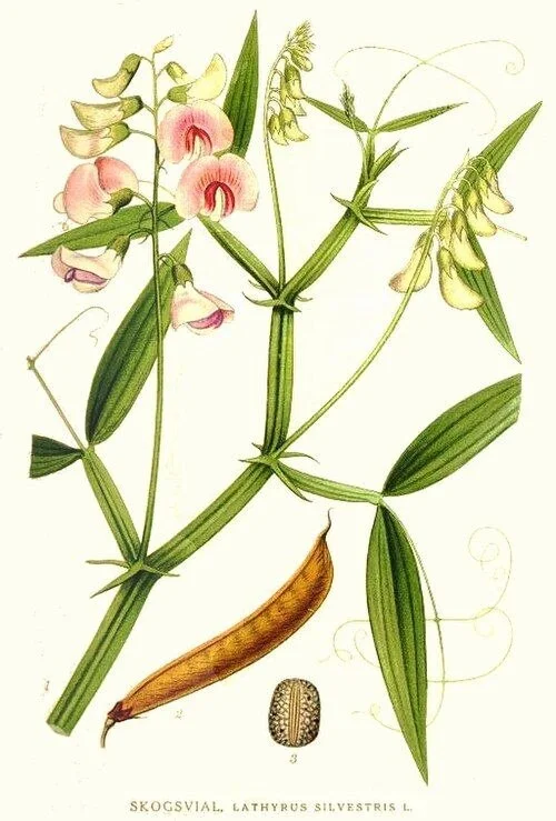 Mouse Pea Zoo - My, Botany, Plants, Biology, Entertaining botany, Meadow, Longpost, Come to us