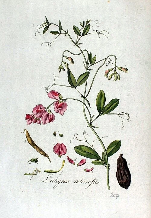 Mouse Pea Zoo - My, Botany, Plants, Biology, Entertaining botany, Meadow, Longpost, Come to us