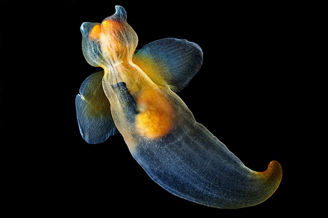 Sea angels: did you know about them? - Series Cognitive, My, Rare view, Biology, In the animal world, Animals, Clam, Longpost