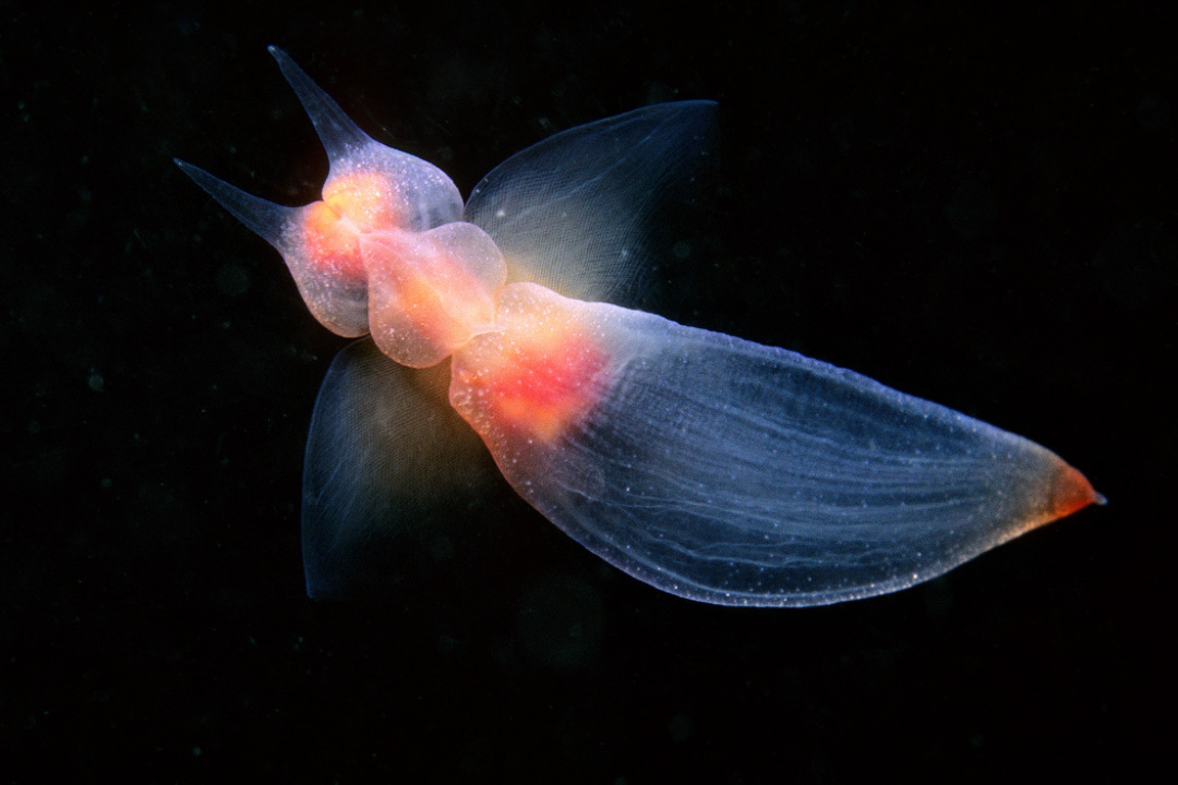 Sea angels: did you know about them? - Series Cognitive, My, Rare view, Biology, In the animal world, Animals, Clam, Longpost