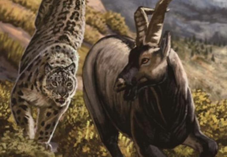 Snow leopards are perfect, but perfection can be their undoing. - Series Snow Leopard, Snow Leopard, Perfection, Survival, Research, Scientists, Wild animals, Rare view, Cat family, Predatory animals, Danger, Big cats, Climate change, Yandex Zen (link), Longpost