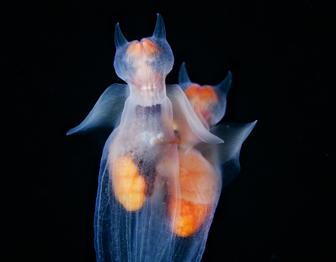 Sea angels: did you know about them? - Series Cognitive, My, Rare view, Biology, In the animal world, Animals, Clam, Longpost