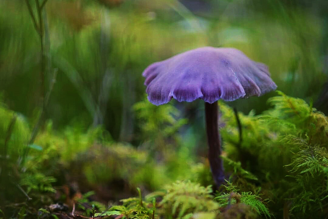 Amethyst varnish. Is it safe to eat? Why is it called the amethyst deceiver? - Series Cognitive, My, Biology, Rare view, Mushrooms, Longpost