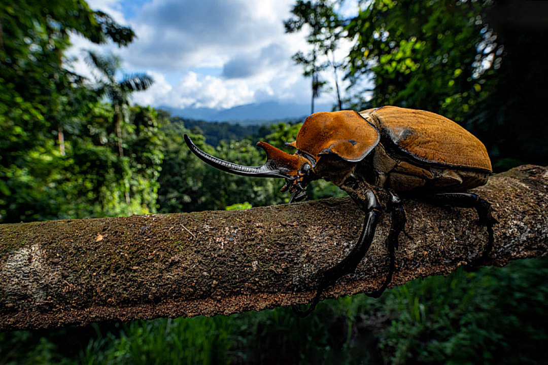 Elephant Beetle: A Rhinoceros at its Max - Series Cognitive, My, Rare view, In the animal world, Animals, Biology, Insects, Жуки, Longpost