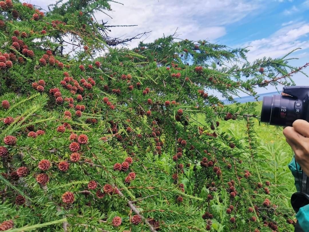 Cajander larch (Larix cajanderi) - My, The mountains, Botany