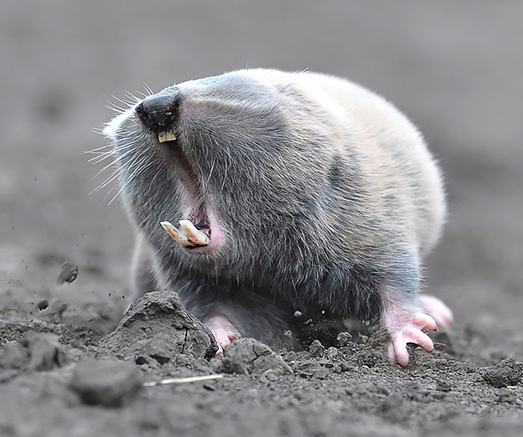 I can't see anything, but I can hear and smell everything. - Series Expanding school knowledge, My, Biology, Informative, Facts, Nature, Animals, Nauchpop, In the animal world, Amazing, Astonishment, Mammals, Rodents, The Blind Man, Video, Vertical video, Short videos, Longpost