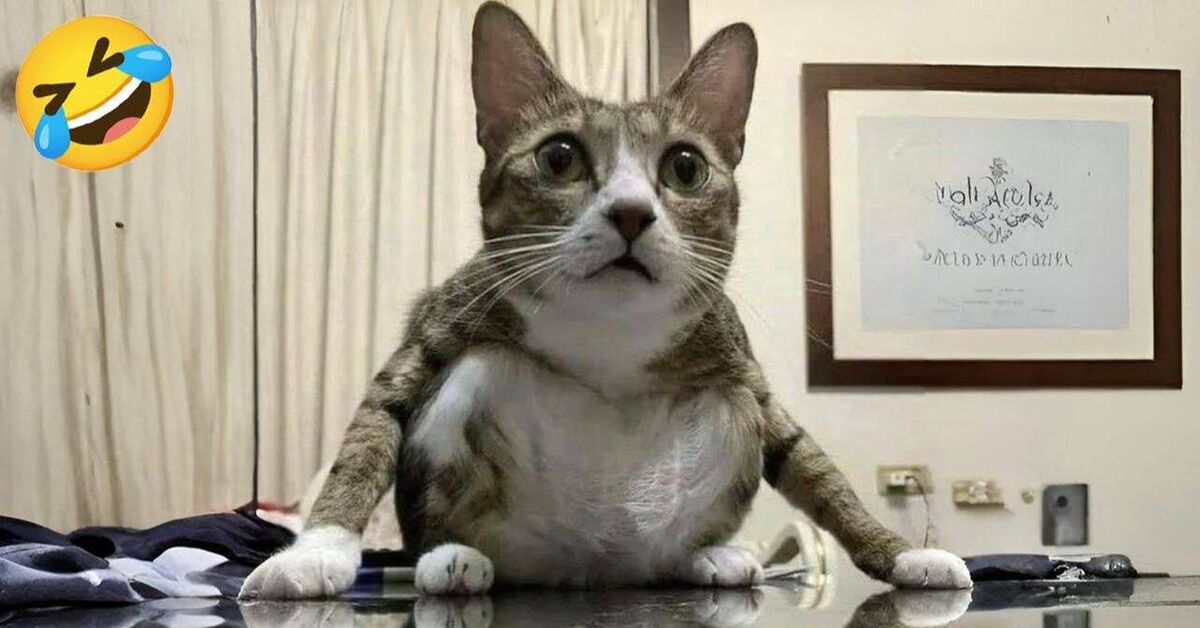 Funny animals))) - Milota, Humor, Rutube, cat, Dog, Cat lovers, Fat cats, Kittens, Dog lovers, Crazy Cat Girl, Cats and dogs together, Puppies, Cat family, Small cats, Big cats, Paws, Kus, Video