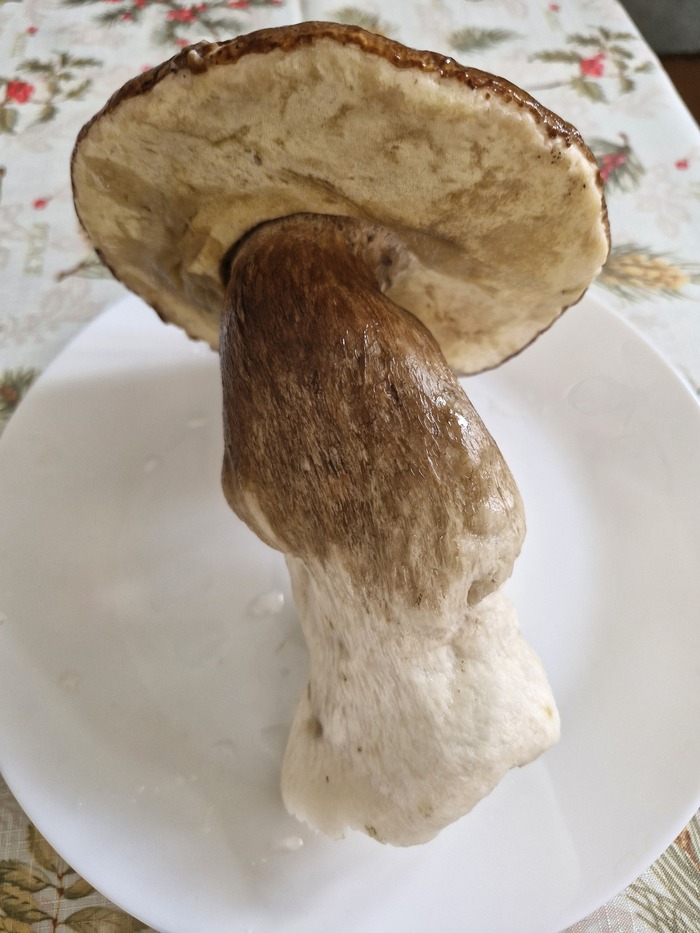 ������ ������� - ������������
