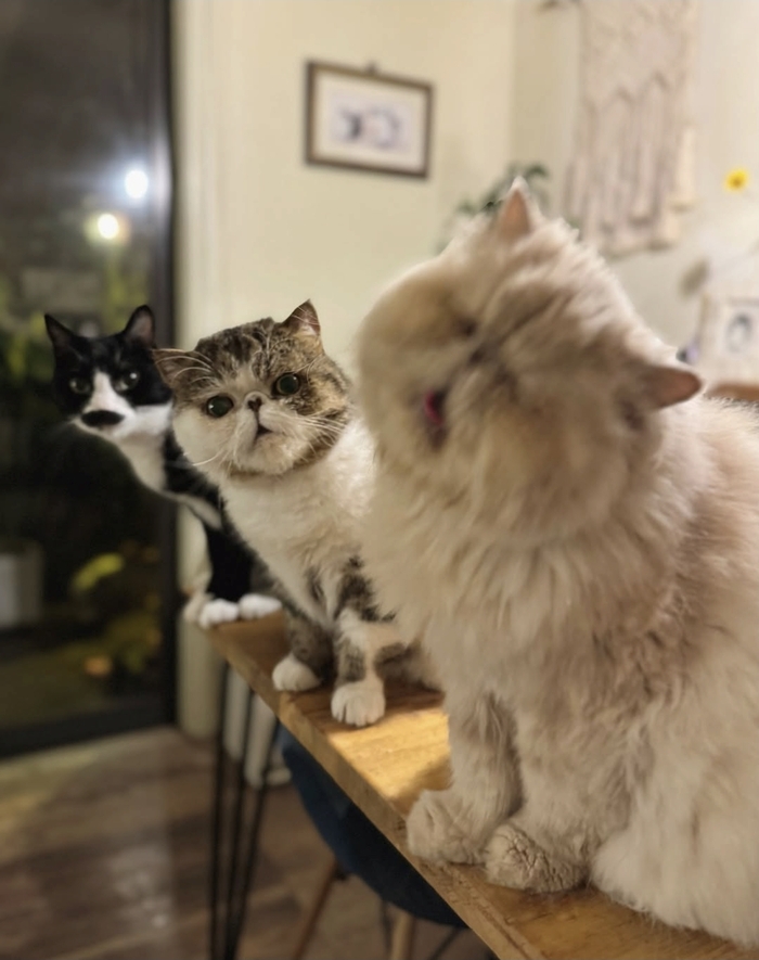 ���� ���