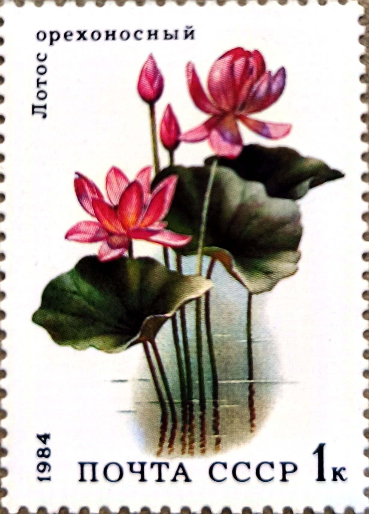 Did you know that??? Nelumbo nucifera - Series Young Naturalist, My, Дальний Восток, Russia, The photo, Nature, Nikon, Blagoveshchensk, Amur region, Plants, Biology, Lotus, The nature of Russia, Rare view, Botany, Photo hunting, Canon, Bloom, Longpost