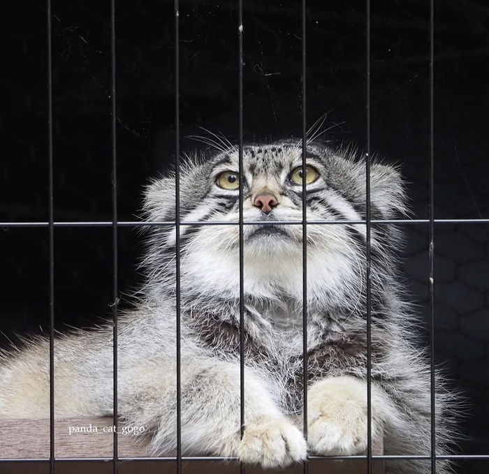�����, ������� ��������, �������� panda_cat_gogo