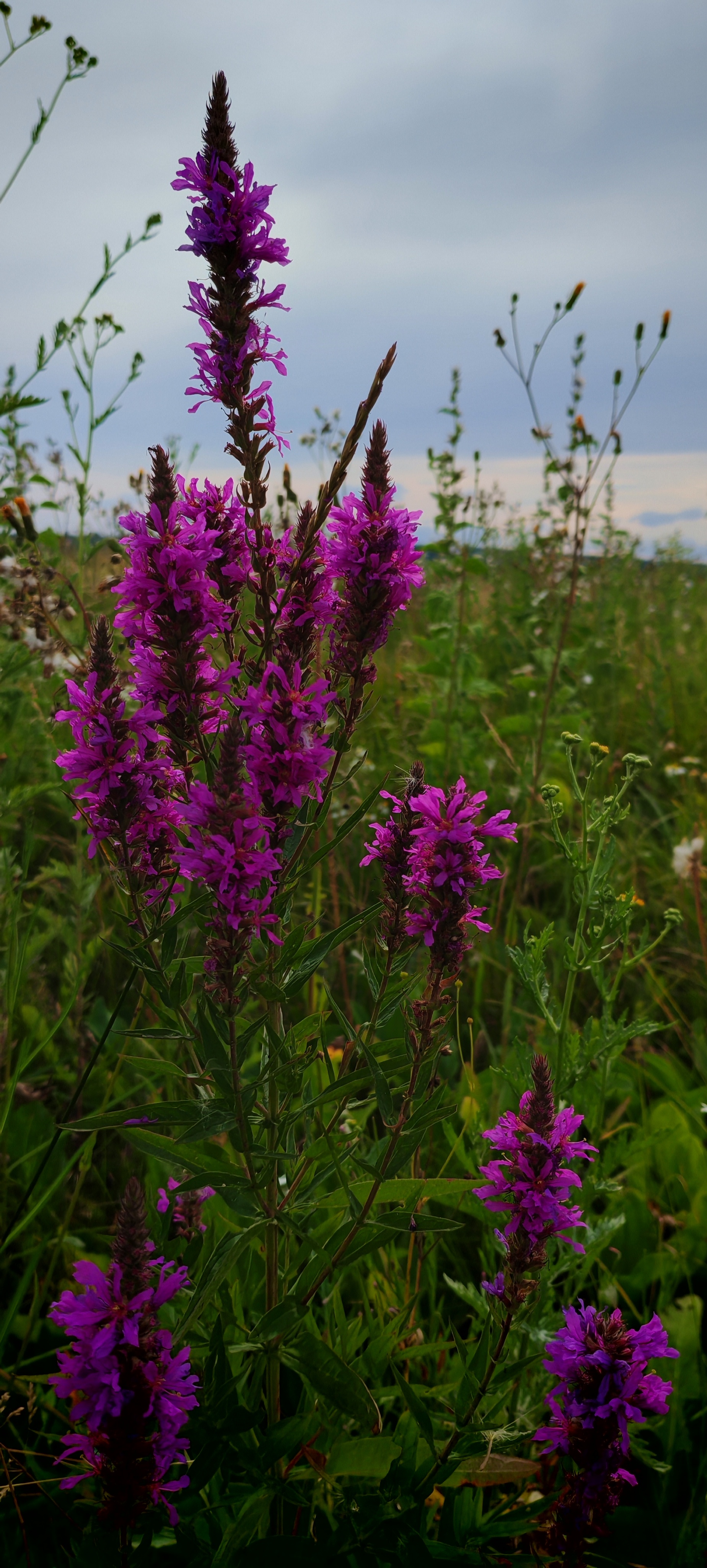 July - My, The photo, Mobile photography, Nature, Voronezh region, Longpost