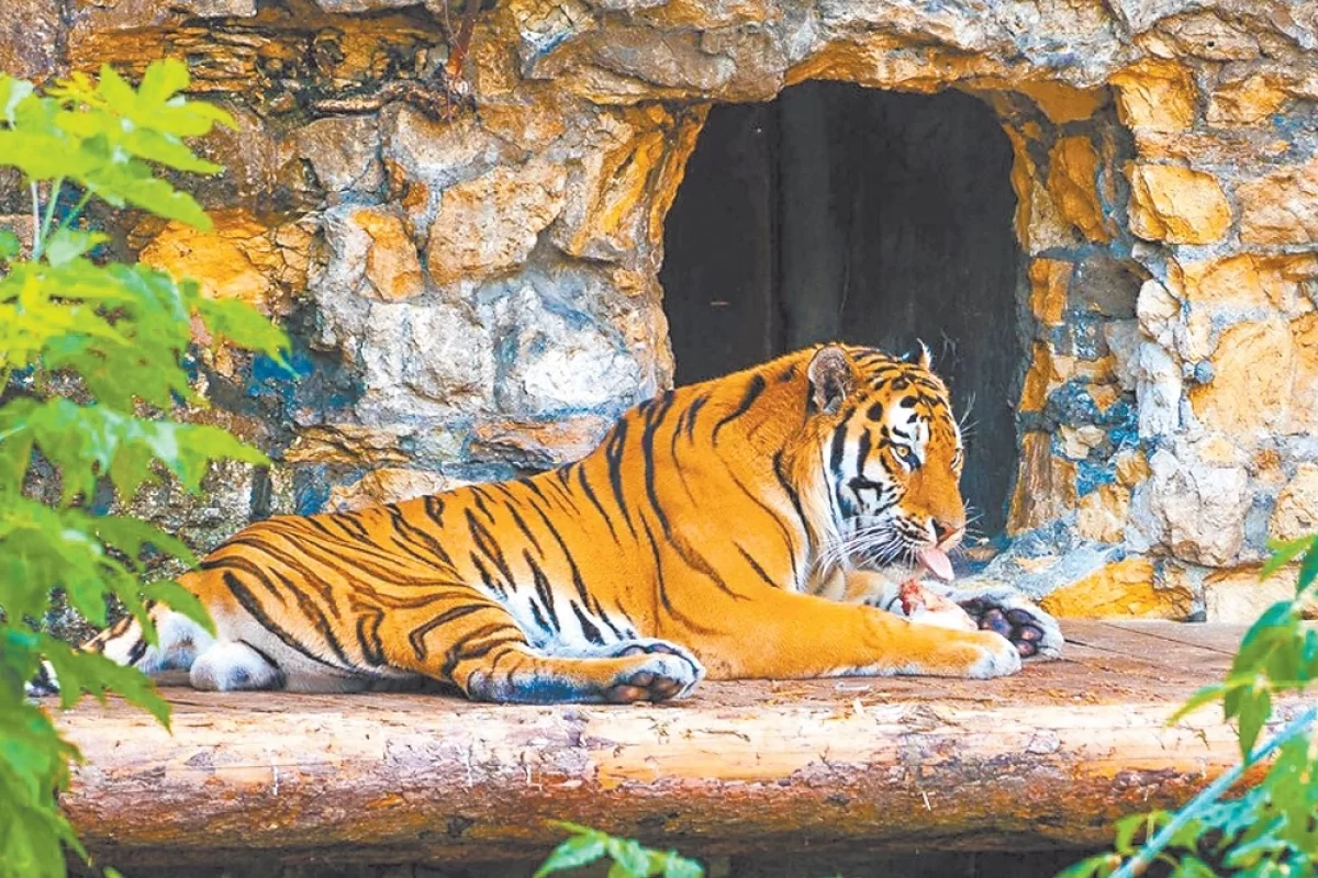 Striped Fate: Admire the Tigers of Moscow - My, Moscow Zoo, Tiger, Tiger Day, Longpost, Amur tiger, Tiger cubs, Cat family, International day, Video, Video VK