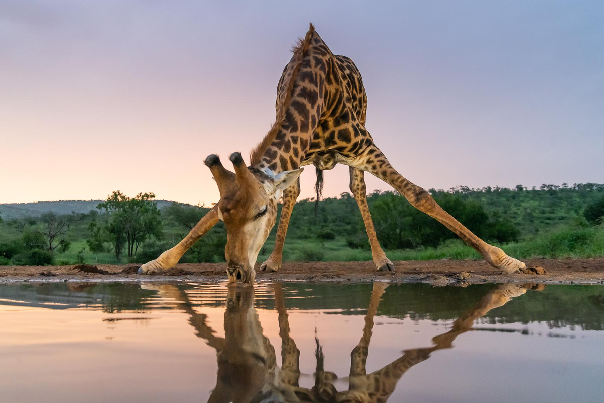 Giraffe: A neck isn't for treetops. The truth is much tougher. - Giraffe, Neck, Mammals, Animals, Wild animals, Herbivores, Artiodactyls, Ungulates, Zen, Yandex Zen, Yandex Zen (link), Longpost