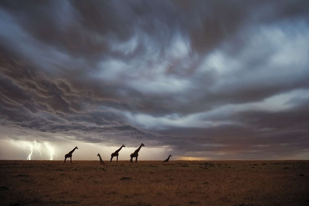 Giraffe: A neck isn't for treetops. The truth is much tougher. - Giraffe, Neck, Mammals, Animals, Wild animals, Herbivores, Artiodactyls, Ungulates, Zen, Yandex Zen, Yandex Zen (link), Longpost