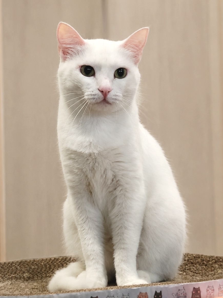 A Warm Home for a Cold Soul: Adaptation with a Refined Sugar Flavor - cat, In good hands, Moscow, Saint Petersburg, Voronezh, Lipetsk, Telegram (link), Longpost