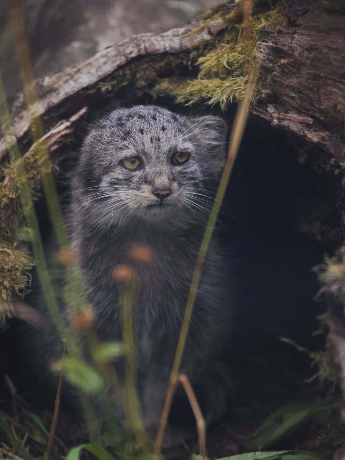 Reply to the post Bezuska Saimi - Pallas' cat, Small cats, Cat family, Wild animals, Predatory animals, Young, Zoo, The photo, Reply to post, Instagram (link)
