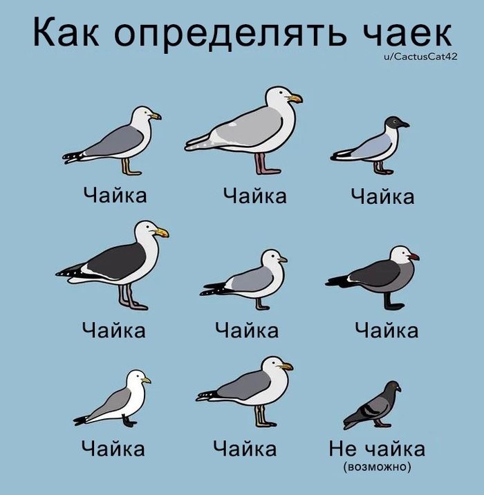 Краткий гайд по чайкам