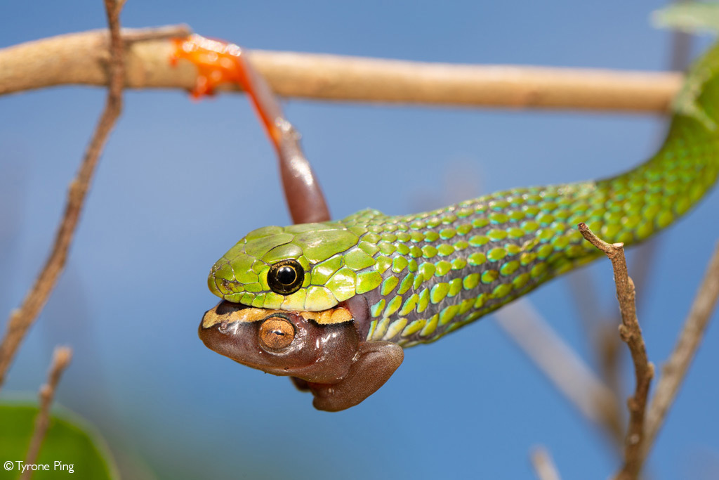 Never give up! - Frogs, Amphibians, Already, Snake, Reptiles, Wild animals, wildlife, Reserves and sanctuaries, South Africa, Mining, The photo