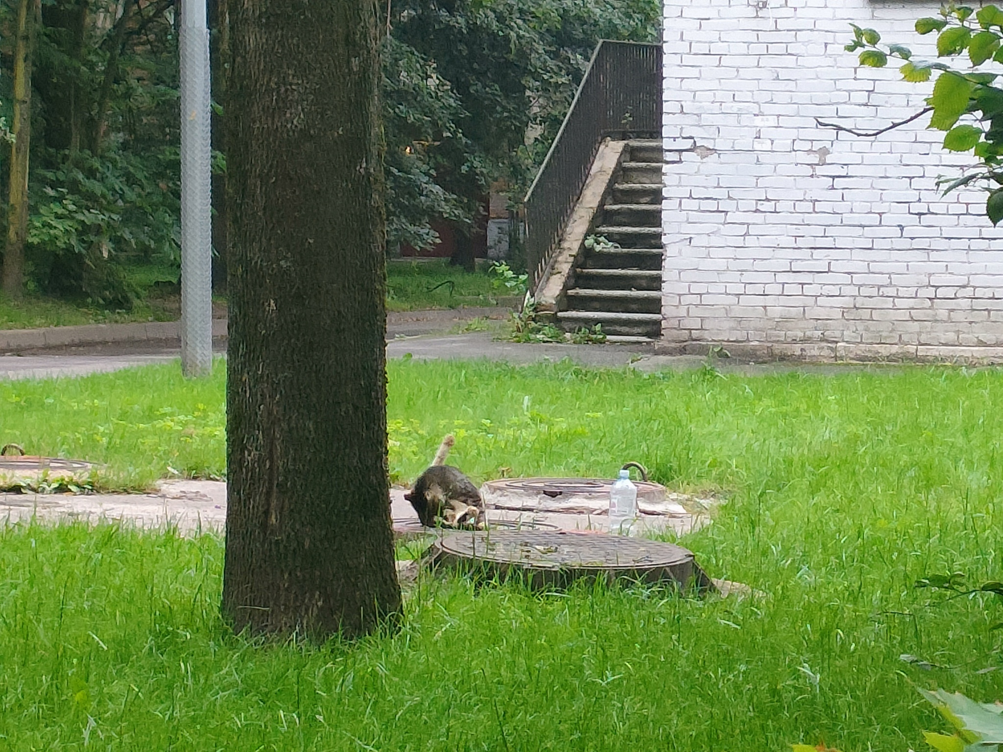 Why wet food? (Text below the photo) - My, Animals, Homeless animals, Milota, cat, Fat cats, Cat family, Purring, Cat's food, Volunteering, Tricolor cat, Meow, Helping animals