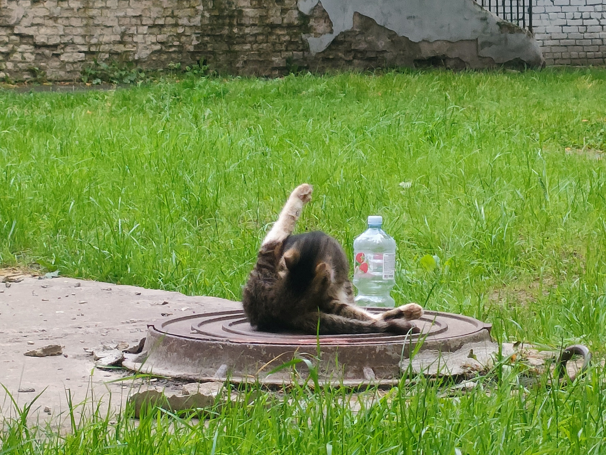 Why wet food? (Text below the photo) - My, Animals, Homeless animals, Milota, cat, Fat cats, Cat family, Purring, Cat's food, Volunteering, Tricolor cat, Meow, Helping animals