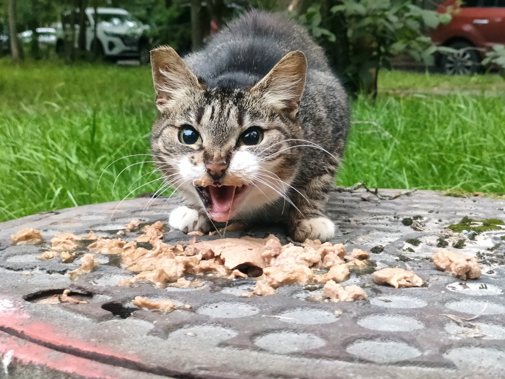 Why wet food? (Text below the photo) - My, Animals, Homeless animals, Milota, cat, Fat cats, Cat family, Purring, Cat's food, Volunteering, Tricolor cat, Meow, Helping animals