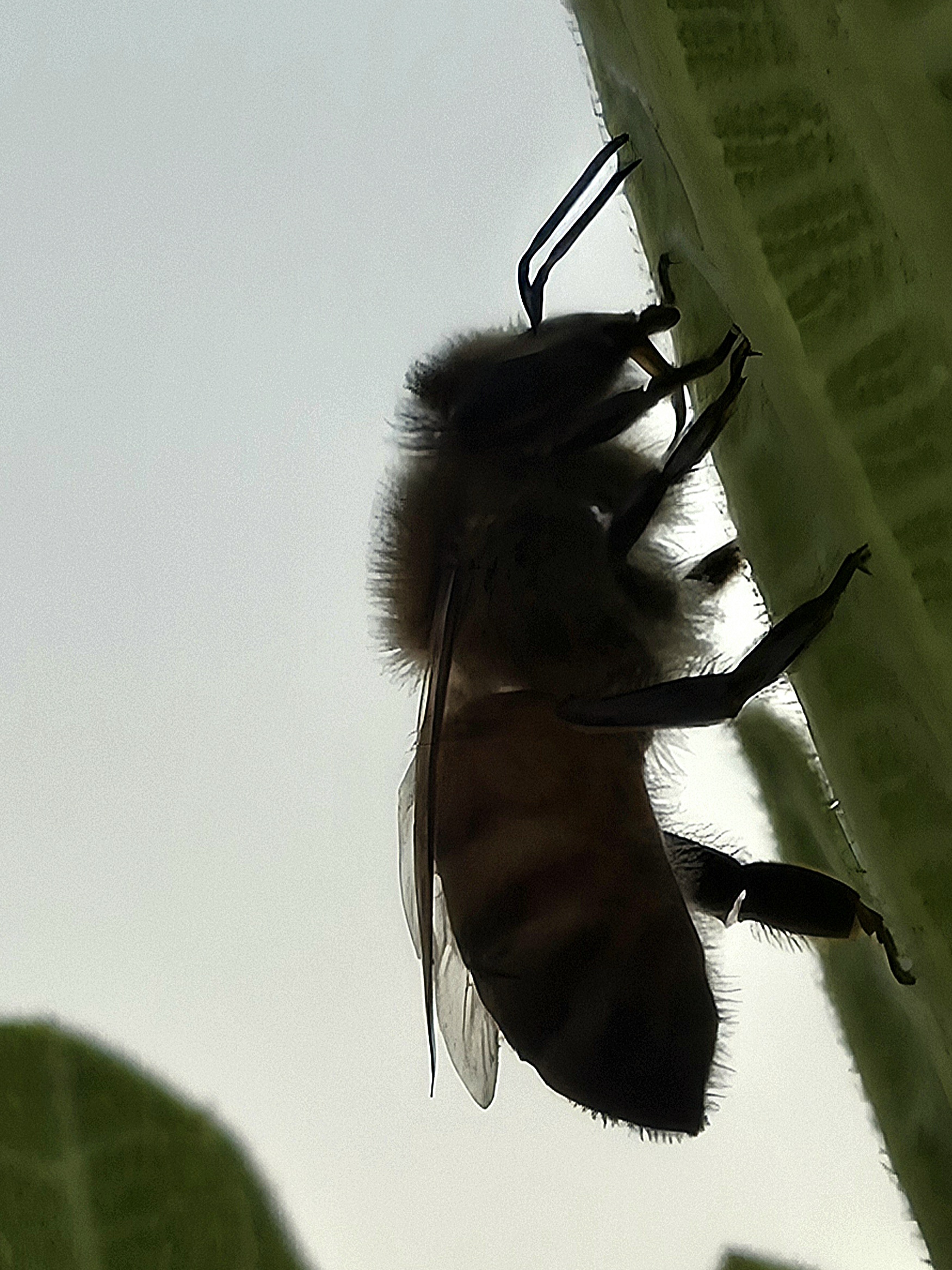 A few insects. Recognize them all? ;) Shot in Sochi - My, Insects, Жуки, Mantis, Bees, Macro photography, Sochi, Nature, The photo, Mobile photography, Forest, Milota, Greenery