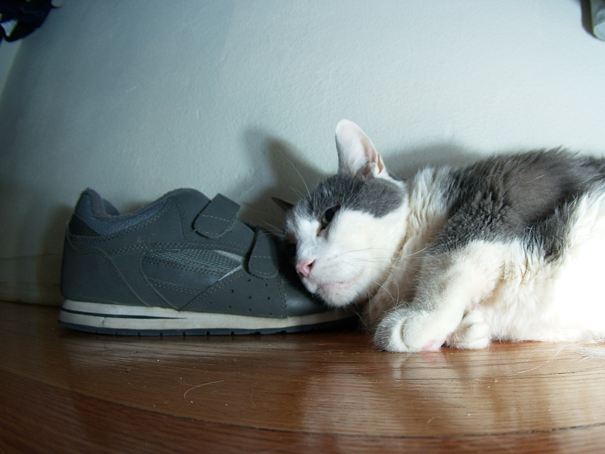 What Cats Most Often Leave: 8 Enemies of Feline Longevity - cat, Mammals, Predatory animals, Pets, Animals, Wild animals, Zen, Yandex Zen, Yandex Zen (link), Longpost
