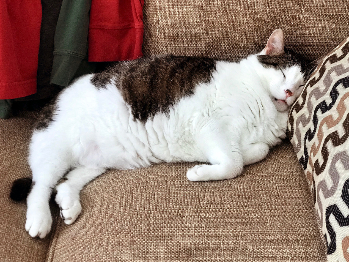 What Cats Most Often Leave: 8 Enemies of Feline Longevity - cat, Mammals, Predatory animals, Pets, Animals, Wild animals, Zen, Yandex Zen, Yandex Zen (link), Longpost