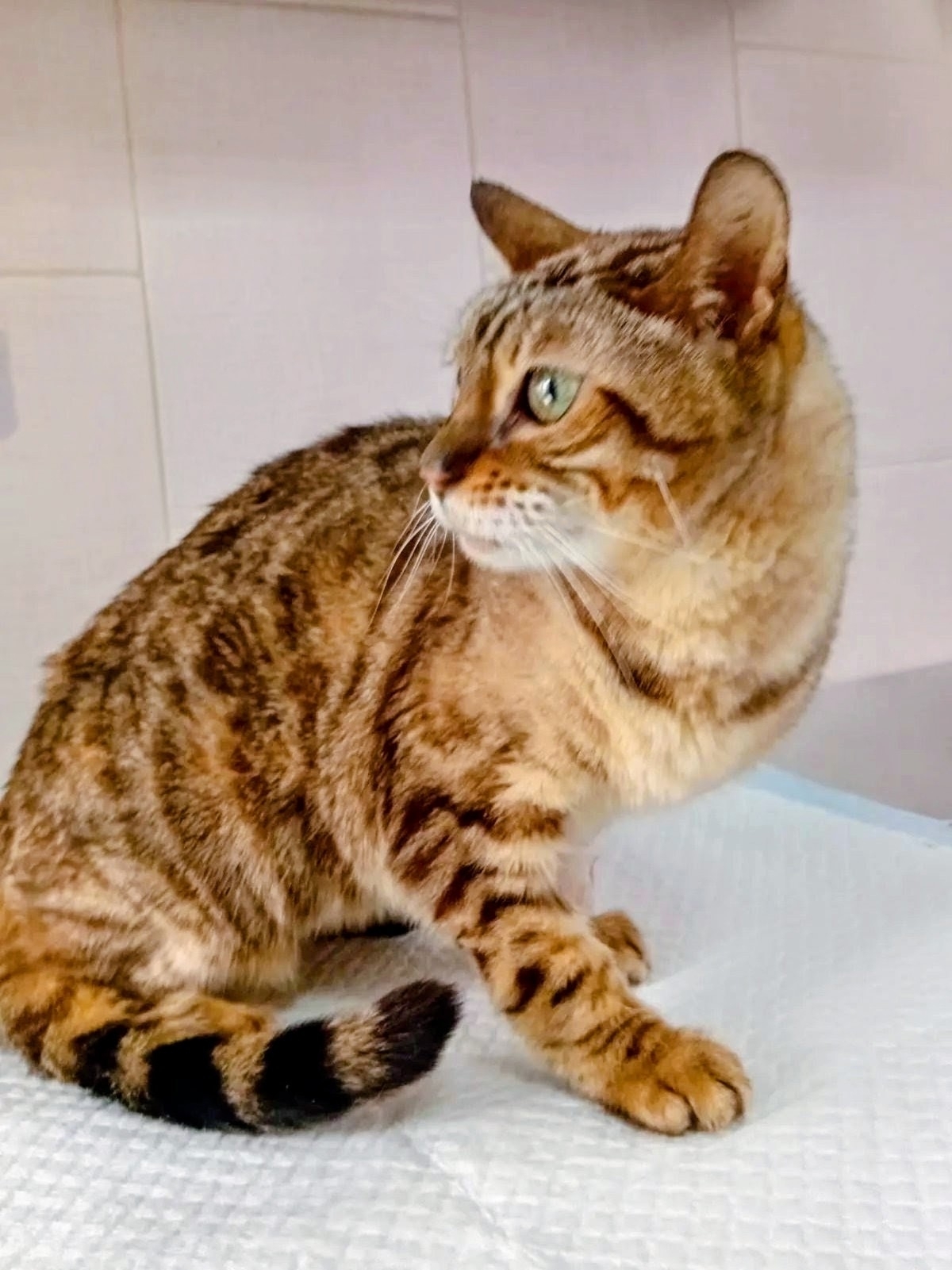The grace of a panther and the soul of a dog: a red-haired beauty with a marbled coat is looking for a home. - cat, In good hands, Moscow, Saint Petersburg, Voronezh, Lipetsk, Telegram (link), Longpost