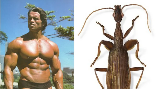 Iron Arnie is 79! - My, Arnold Schwarzenegger, Birthday, Stars, Hollywood, Actors and actresses, Longpost