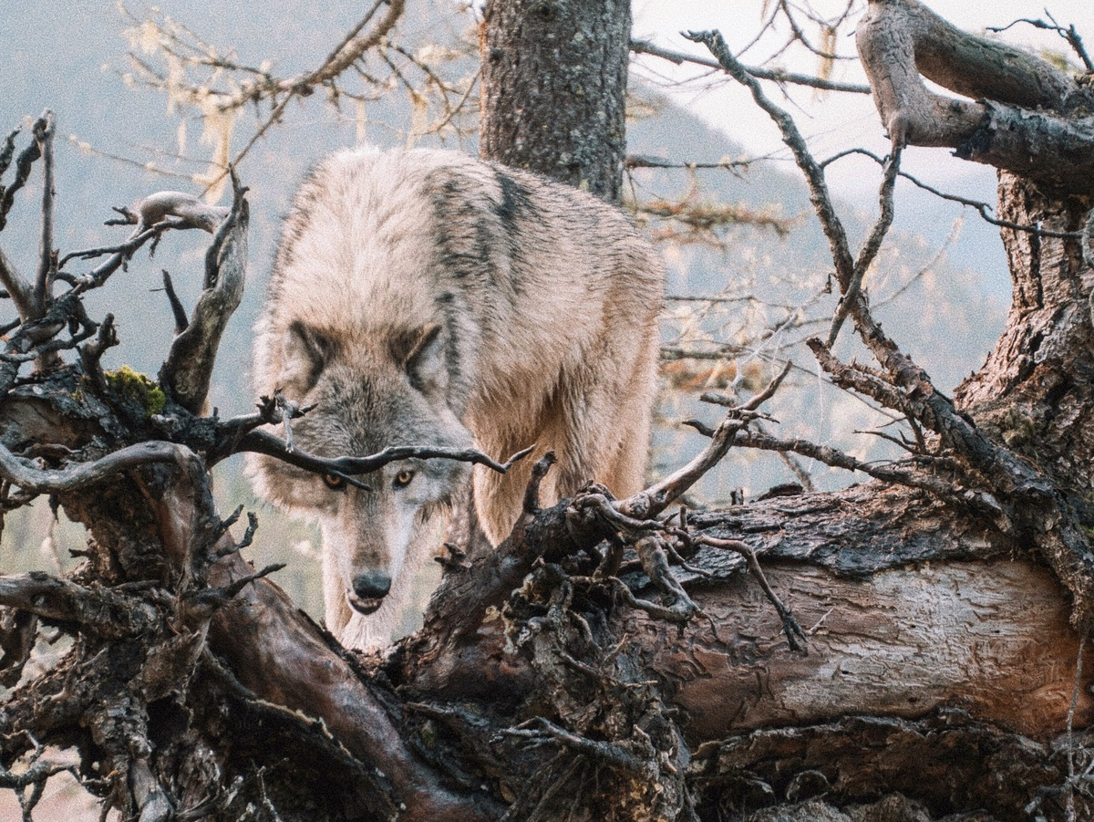 Continuation of the post 5 Unique Features of Wolves That Make Them Stronger Than Dogs - Wolf, Predatory animals, Mammals, Animals, Wild animals, Dog, Zen, Yandex Zen, Yandex Zen (link), Reply to post, Longpost