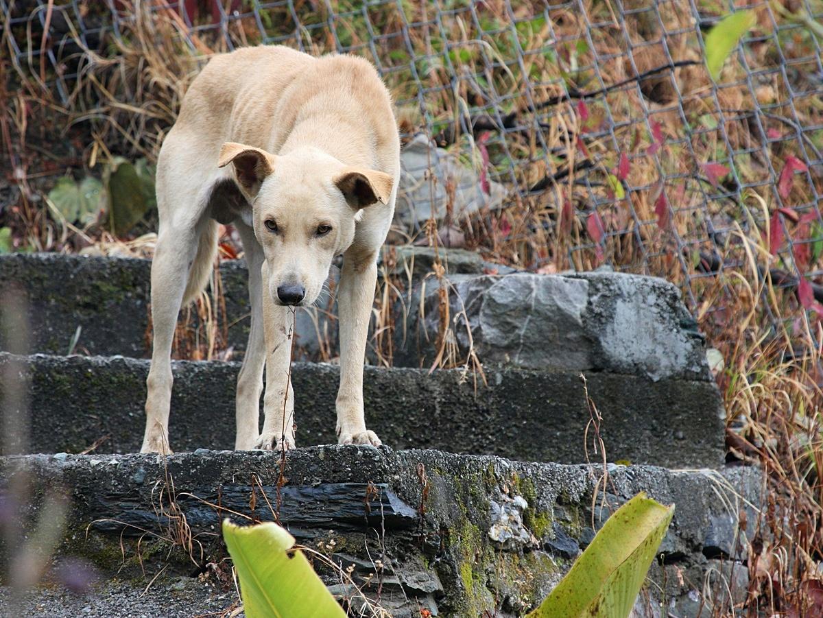 Continuation of the post 5 Unique Features of Wolves That Make Them Stronger Than Dogs - Wolf, Predatory animals, Mammals, Animals, Wild animals, Dog, Zen, Yandex Zen, Yandex Zen (link), Reply to post, Longpost