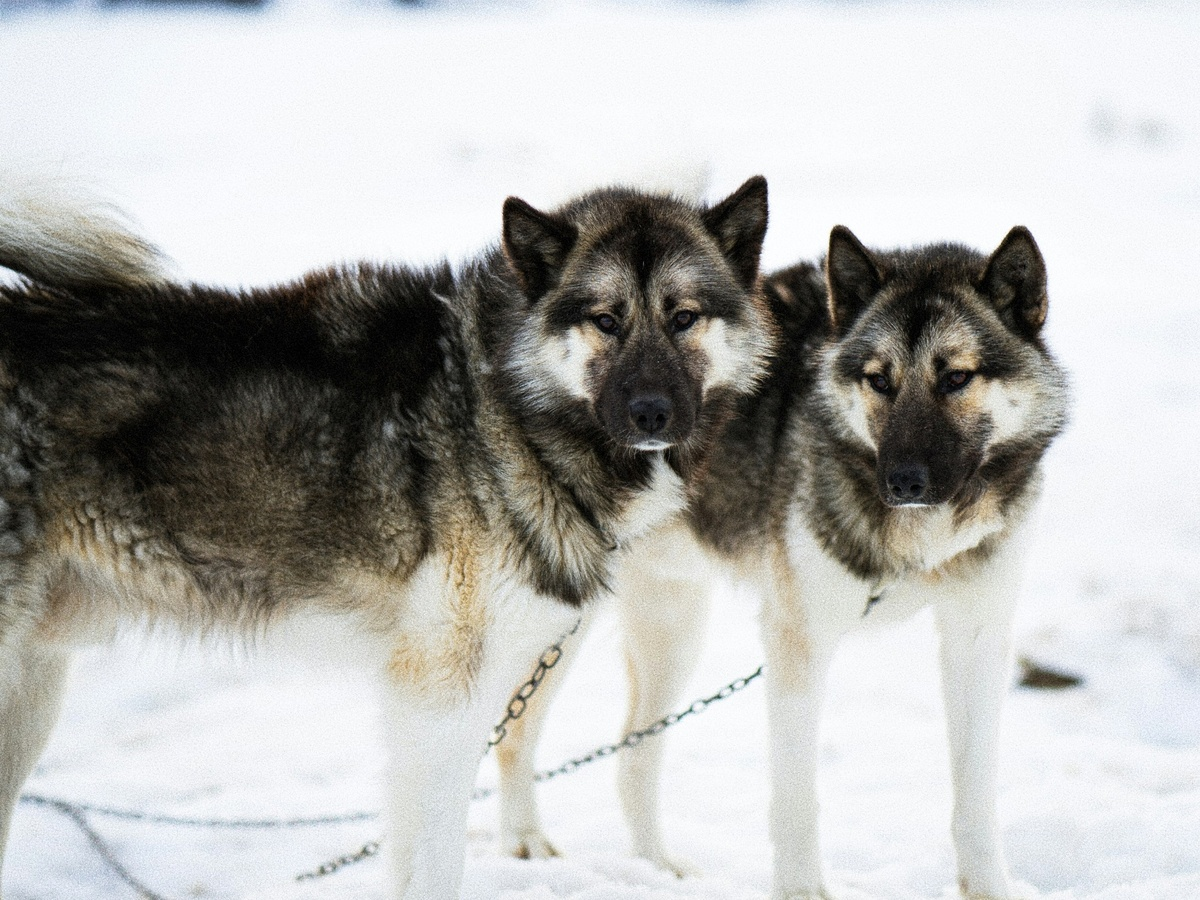 Continuation of the post 5 Unique Features of Wolves That Make Them Stronger Than Dogs - Wolf, Predatory animals, Mammals, Animals, Wild animals, Dog, Zen, Yandex Zen, Yandex Zen (link), Reply to post, Longpost