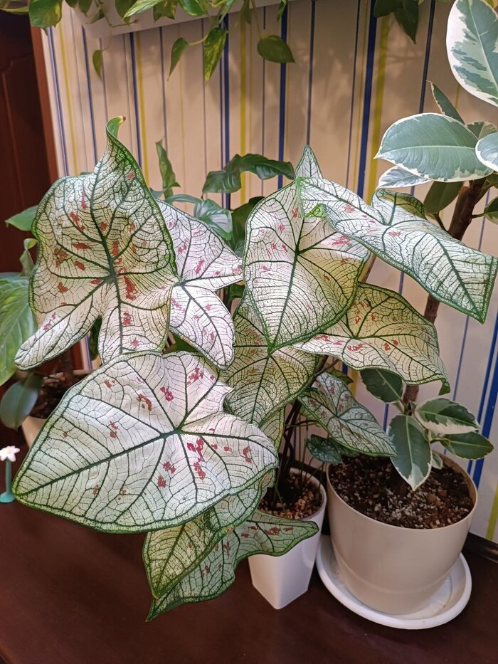 Strawberry star