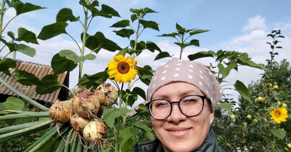 What to do with an onion bed after harvesting to ensure the soil is fertile - My, Gardening, Garden, Dacha, Garden, House, Garden beds, Onion, Harvest, Plant growing, Land plot, Growing, Vegetables, Village, Video, Rutube