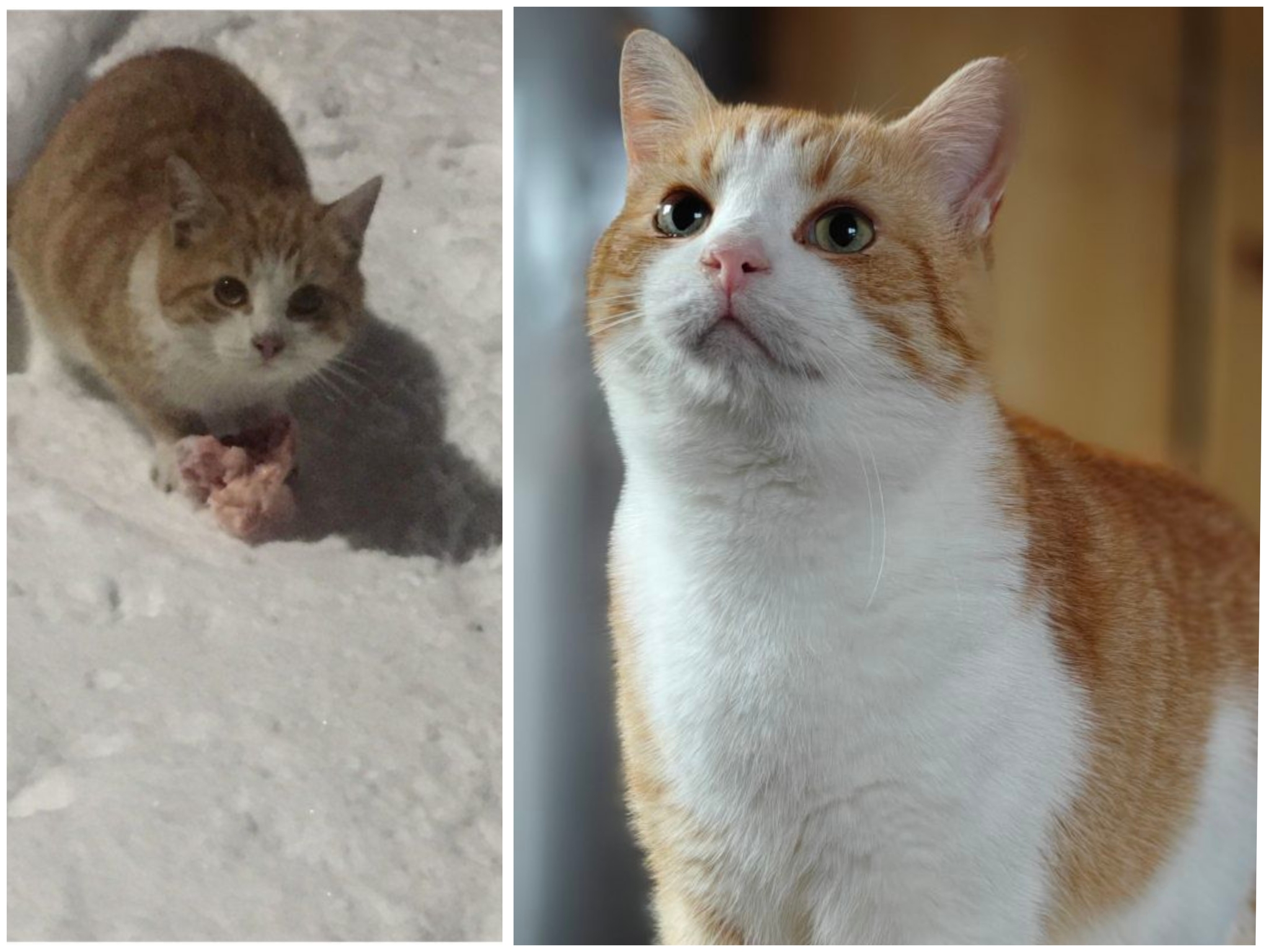 Before and after. The cat Soplya, whom I found at the dachas in winter. - My, cat, Animal Rescue, Helping animals, Dacha, Animals, Pets, Longpost