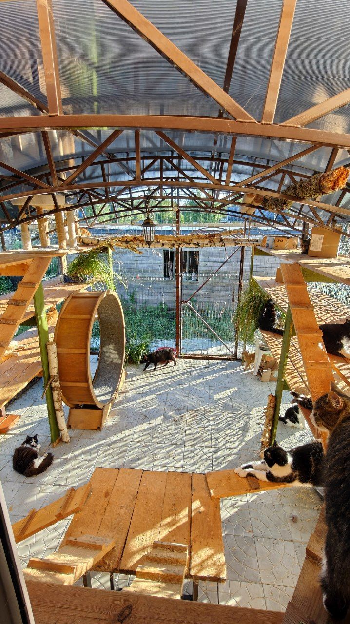 An evening at the catio for my rescued cats (mostly from summer cottages) - My, cat, Animal Rescue, Helping animals, Short videos, Vertical video, Animals, Video, Longpost